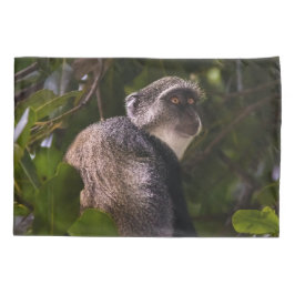 Blauwe aap, Zanzibar Kussensloop