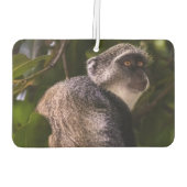 Blauwe aap, Zanzibar Luchtverfrisser (Achterkant)