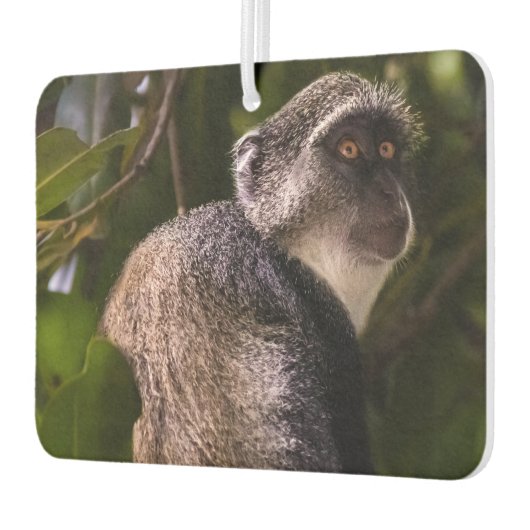 Blauwe aap, Zanzibar Luchtverfrisser (Links)