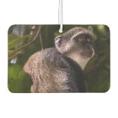 Blauwe aap, Zanzibar Luchtverfrisser (Voorkant)