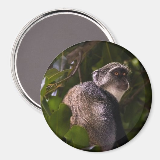 Blauwe aap, Zanzibar Magneet (Voorkant / Achterkant)