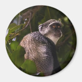 Blauwe aap, Zanzibar Magneet (Voorkant)