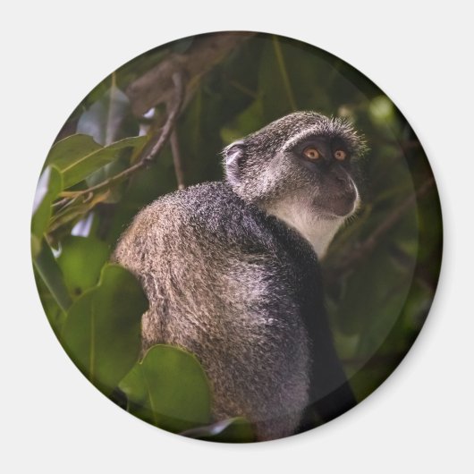 Blauwe aap, Zanzibar Magneet (Voorkant)