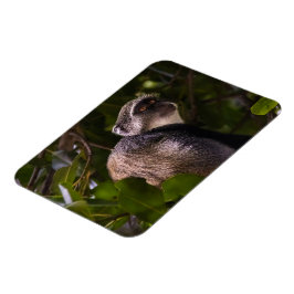 Blauwe aap, Zanzibar Magneet