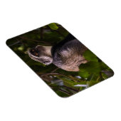 Blauwe aap, Zanzibar Magneet (Rechterzijde)