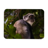 Blauwe aap, Zanzibar Magneet (Horizontaal)