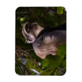 Blauwe aap, Zanzibar Magneet (Verticaal)