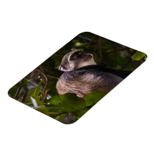 Blauwe aap, Zanzibar Magneet (Linkerzijde)