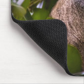 Blauwe aap, Zanzibar Muismat (Hoek)