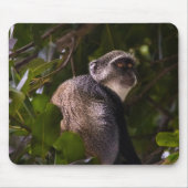 Blauwe aap, Zanzibar Muismat (Voorkant)