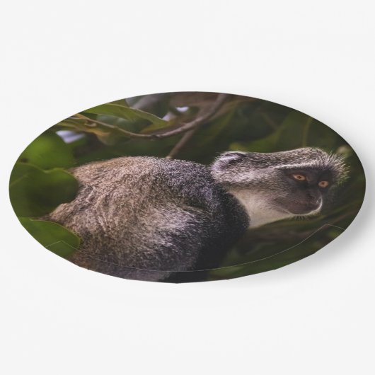 Blauwe aap, Zanzibar Papieren Bordje (Gekanteld)