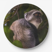 Blauwe aap, Zanzibar Papieren Bordje (Voorkant)