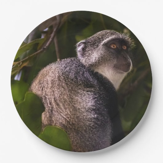 Blauwe aap, Zanzibar Papieren Bordje (Voorkant)