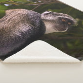 Blauwe aap, Zanzibar Sherpa Deken (3/4)