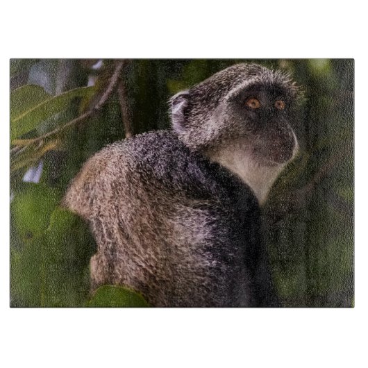 Blauwe aap, Zanzibar Snijplank (Voorkant)