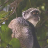 Blauwe aap, Zanzibar Sticker (Voorkant)