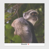 Blauwe aap, Zanzibar Sticker (Vel)