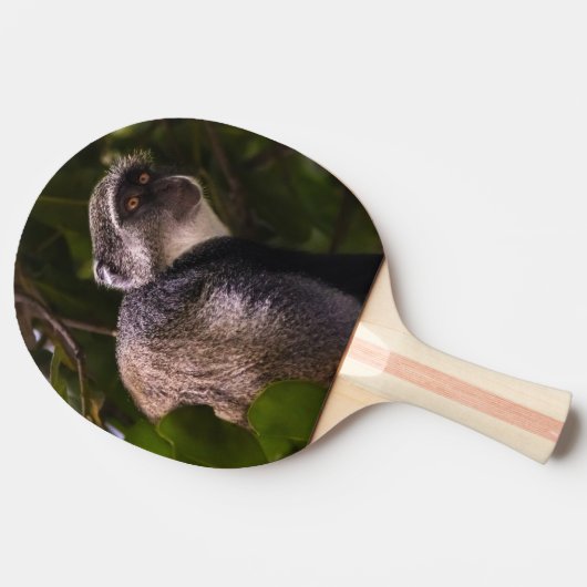 Blauwe aap, Zanzibar Tafeltennisbatje (Zijkant)