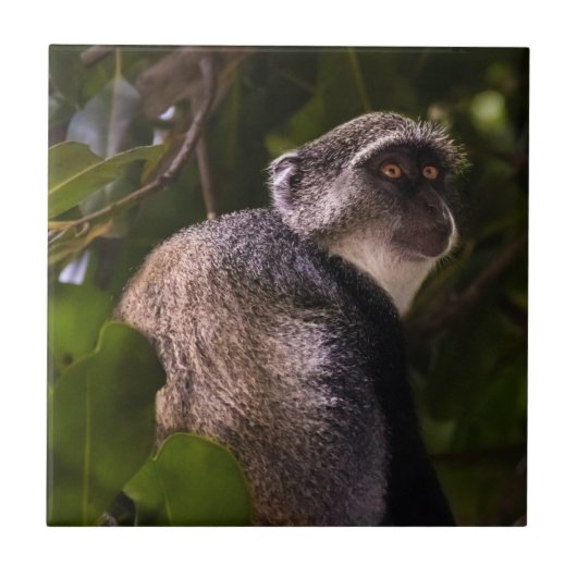 Blauwe aap, Zanzibar Tegeltje (Voorkant)