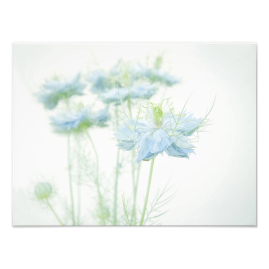 Blauwe aas groot foto afdruk (Voorkant)