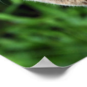 Blauwe Abyssische kat - poster (Hoek)