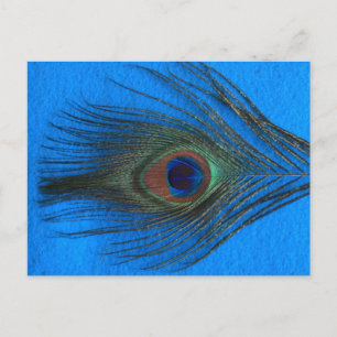 Blauwe achtergrondpacock briefkaart