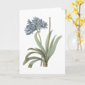 blauwe Afrikaanse lelie (Agapanthus) door Redouté Kaart (Gele Bloem)