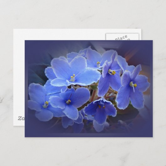 Blauwe Afrikaanse Violet Briefkaart (Voorkant / Achterkant)