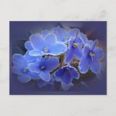 Blauwe Afrikaanse Violet Briefkaart (Voorkant)