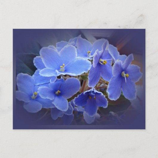 Blauwe Afrikaanse Violet Briefkaart (Voorkant)
