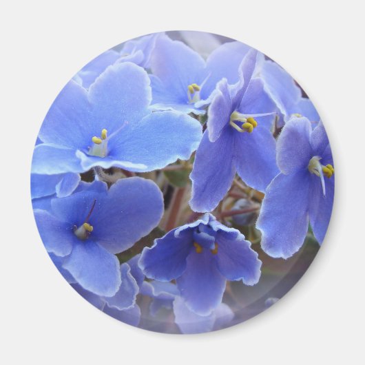 Blauwe Afrikaanse Violet Magneet (Voorkant)