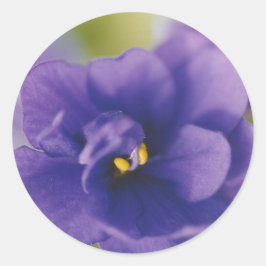 Blauwe Afrikaanse Violet Saintpaulia Ronde Sticker
