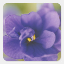 Blauwe Afrikaanse Violet Saintpaulia