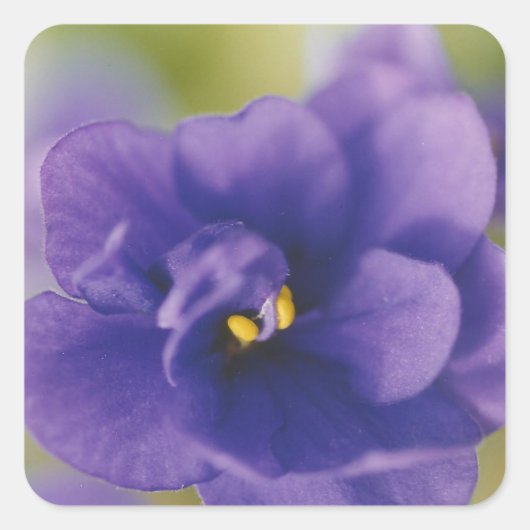 Blauwe Afrikaanse Violet Saintpaulia Vierkante Sticker (Voorkant)