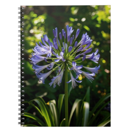 Blauwe Agapanthus bloemen Notitieboek (Voorkant)