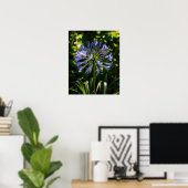 Blauwe Agapanthus bloemen Poster (Thuiskantoor)