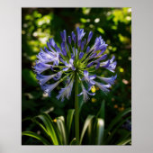 Blauwe Agapanthus bloemen Poster (Voorkant)