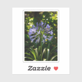 Blauwe Agapanthus bloemen Sticker