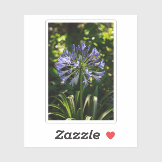 Blauwe Agapanthus bloemen Sticker (Vel)
