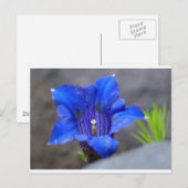 Blauwe Alpine Enzian Flower Briefkaart (Voorkant / Achterkant)