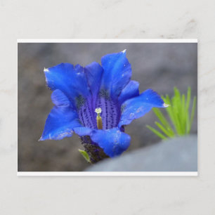 Blauwe Alpine Enzian Flower Briefkaart