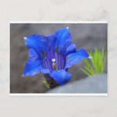 Blauwe Alpine Enzian Flower Briefkaart (Voorkant)