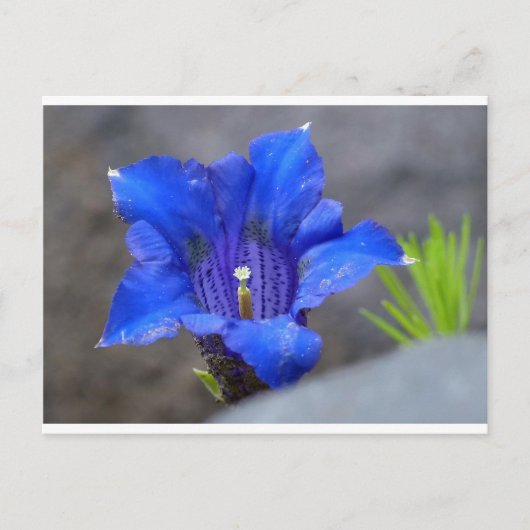 Blauwe Alpine Enzian Flower Briefkaart (Voorkant)