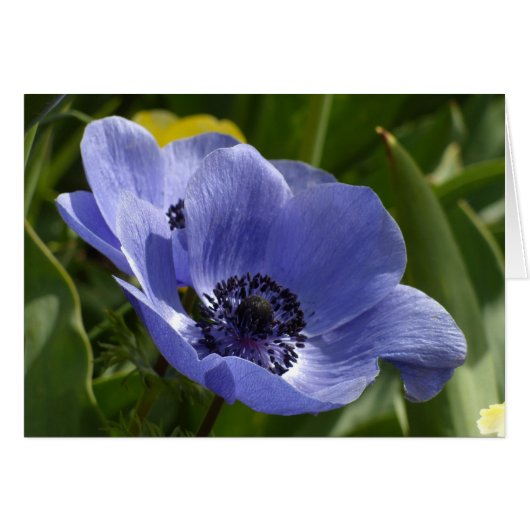 Blauwe Anemoon (Voorkant Horizontaal)