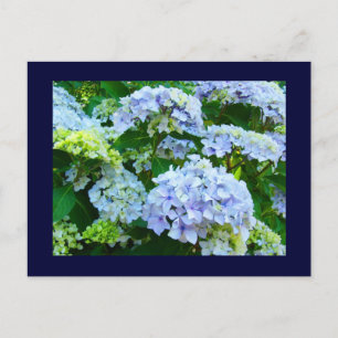 Blauwe ansichtkaarten Bloemtuinen Zomer Hortensia' Briefkaart