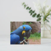 blauwe ara papegaai briefkaart (Staand voorkant)