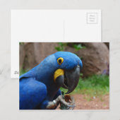 blauwe ara papegaai briefkaart (Voorkant / Achterkant)