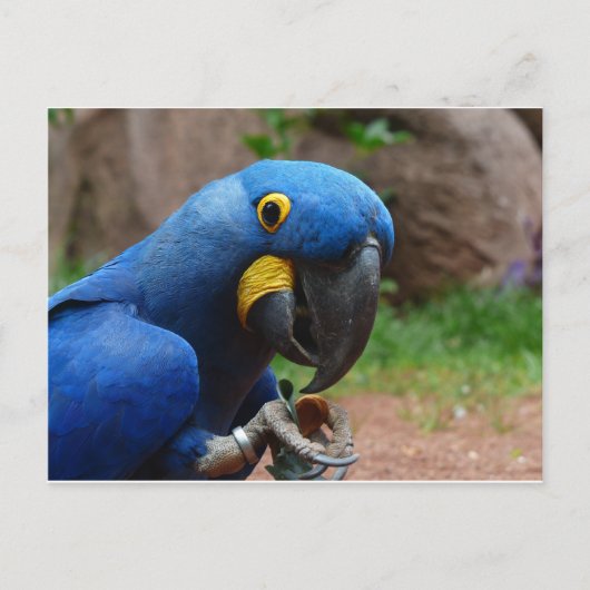 blauwe ara papegaai briefkaart (Voorkant)