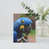 blauwe ara papegaai briefkaart (Staand voorkant)