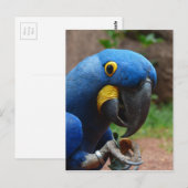 blauwe ara papegaai briefkaart (Voorkant / Achterkant)